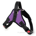 Harnais pour chien Front Range No Pull Dog Halter